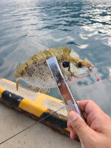 アイゴの釣果