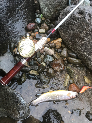 アメマスの釣果