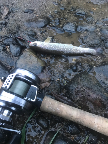 イワナの釣果