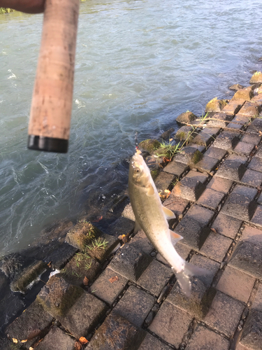 ウグイの釣果