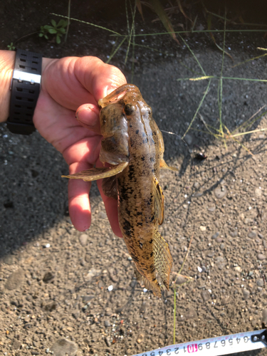 ハゼの釣果