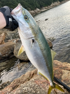 ハマチの釣果