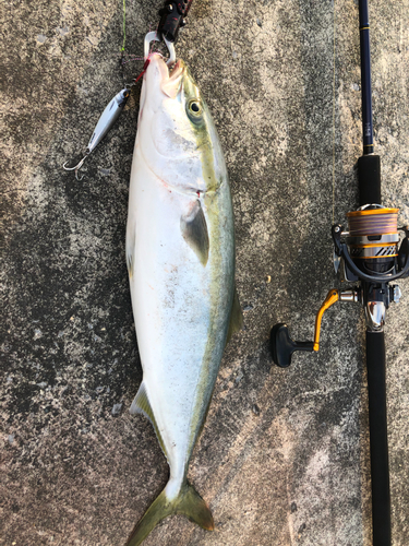 イナダの釣果