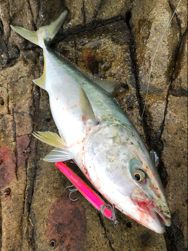 ヤズの釣果