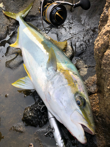 ヒラスの釣果