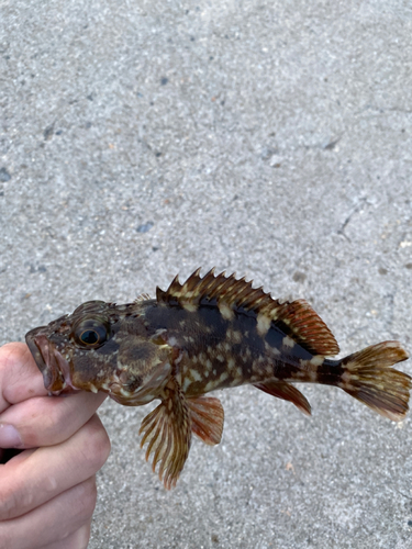 カサゴの釣果