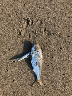コノシロの釣果