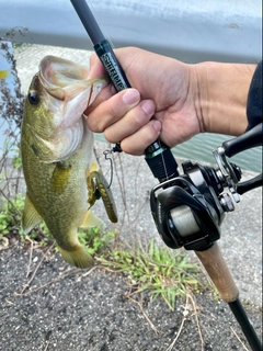 ラージマウスバスの釣果