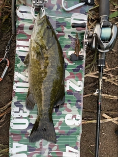 スモールマウスバスの釣果