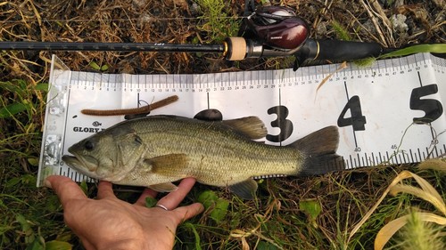 ブラックバスの釣果