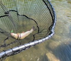 トラウトの釣果