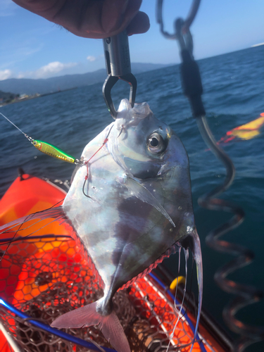 イトヒキアジの釣果