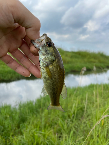 ラージマウスバスの釣果