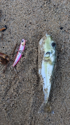 シロサバフグの釣果