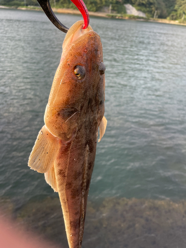 マゴチの釣果