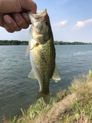 ラージマウスバスの釣果