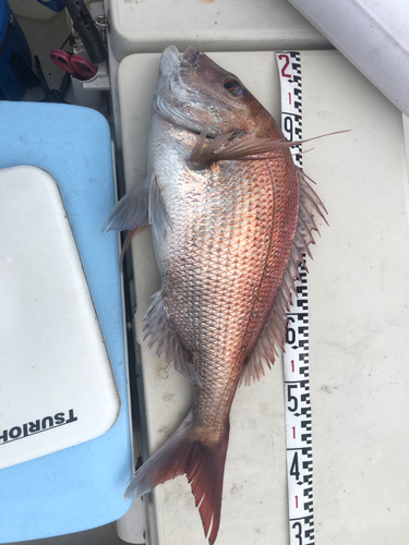 マダイの釣果