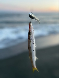 カマスの釣果