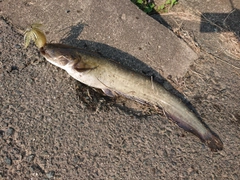ナマズの釣果