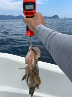 オオモンハタの釣果