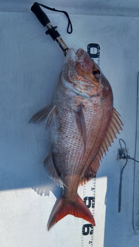 タイの釣果