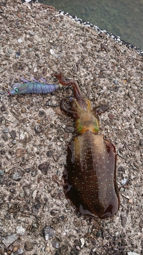 アオリイカの釣果