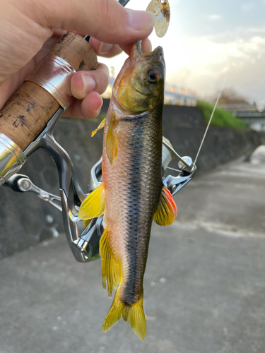 カワムツの釣果