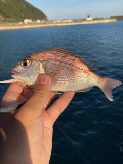 チダイの釣果