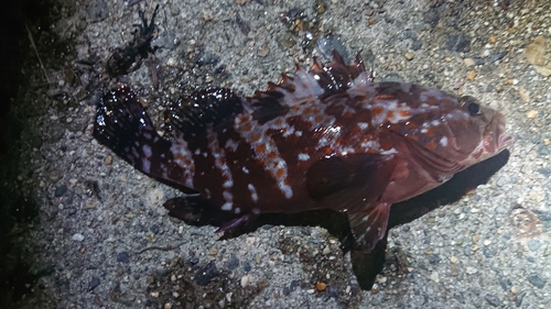 キジハタの釣果