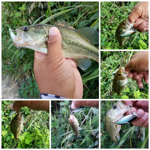 ブラックバスの釣果