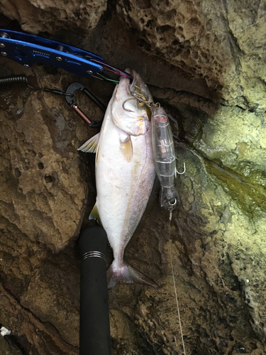 ショゴの釣果