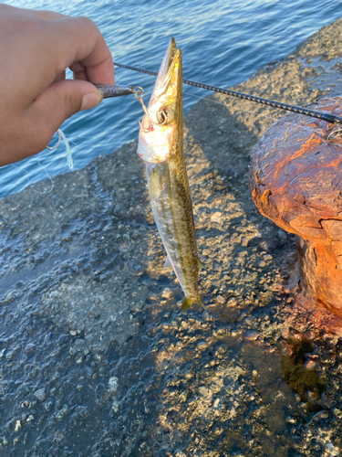 ヤマトカマスの釣果