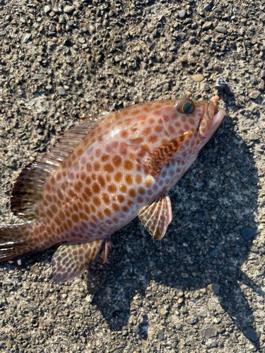 釣果