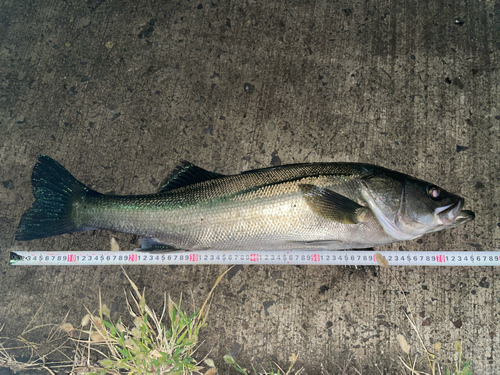 スズキの釣果