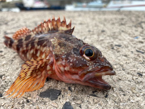 カサゴの釣果