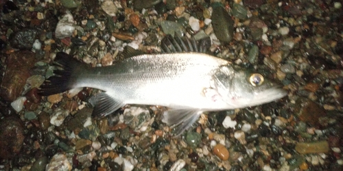 セイゴ（マルスズキ）の釣果