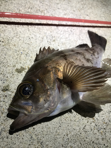 メバルの釣果