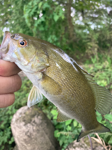 釣果