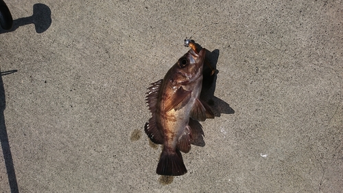 メバルの釣果