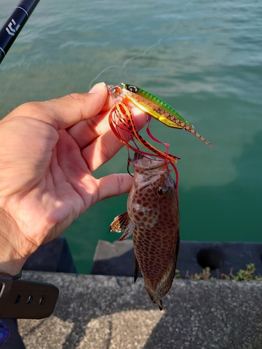 オオモンハタの釣果