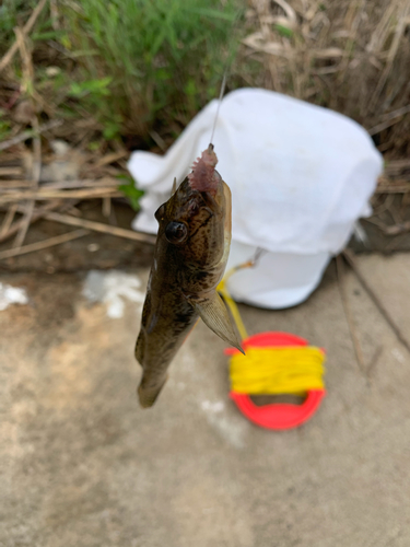 マハゼの釣果