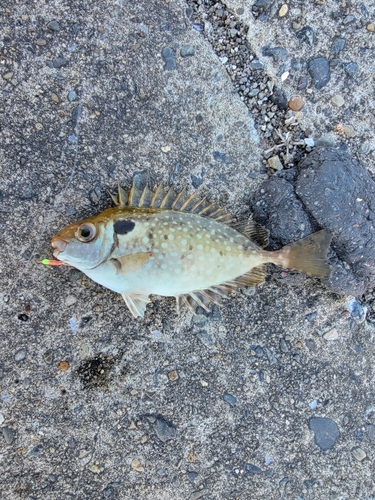 アイゴの釣果