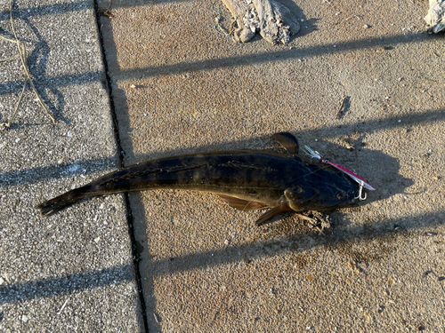 マゴチの釣果