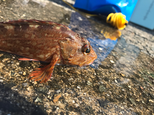 カサゴの釣果