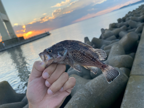 クロソイの釣果