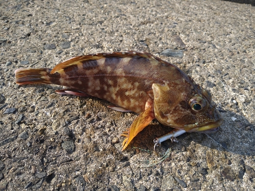 カサゴの釣果