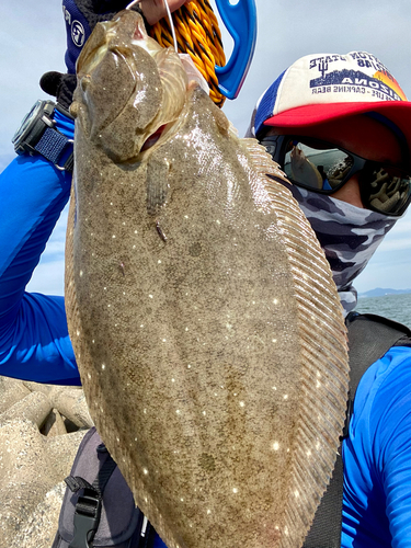 ヒラメの釣果