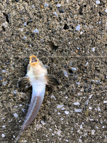 メゴチの釣果