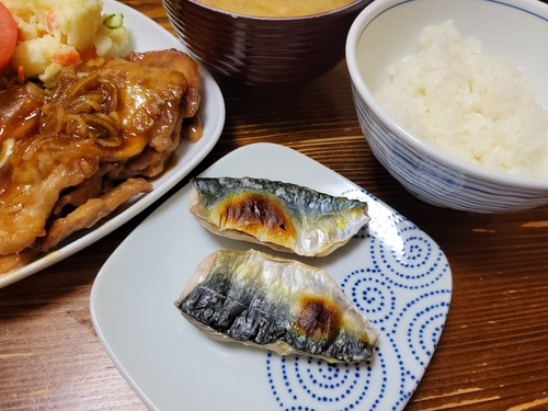 サバの釣果