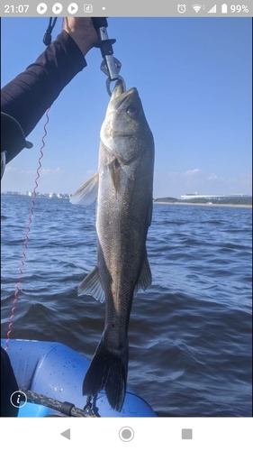 イナダの釣果